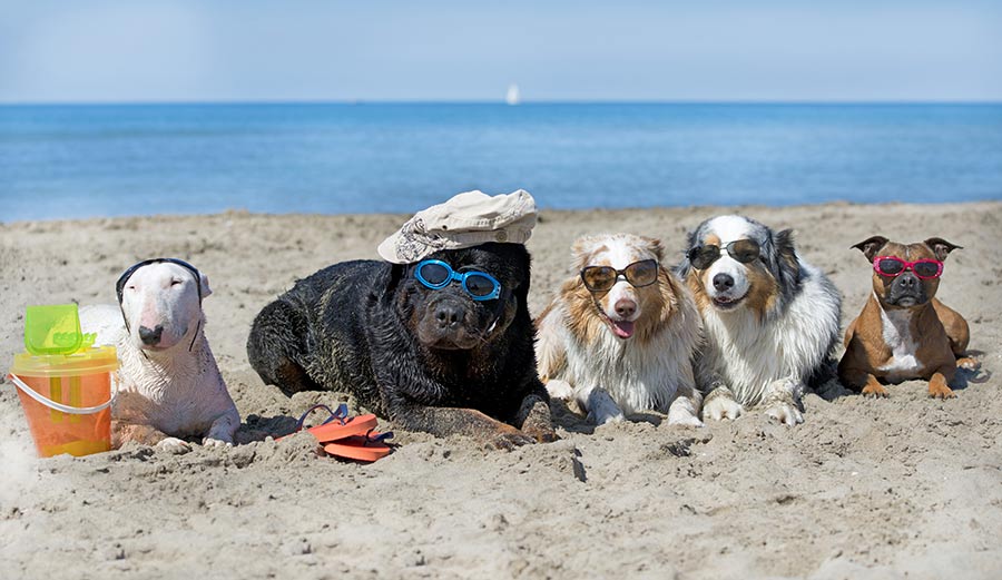 perros en la playa